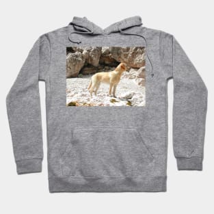 Labrador Retriever Yellow Full Second Hoodie